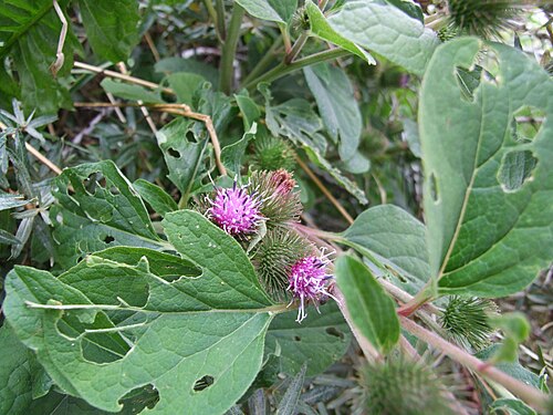 Lesser burdock: Arctium minus - Kleine Klette - La Petite bardane - Kleine klit - Lesser Burdock - Ort: Dune du Perroquet, Bray-Dunes, Frankreich - Blüten umgeben von Blättern 