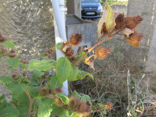 Lesser burdock (Arctium minus)