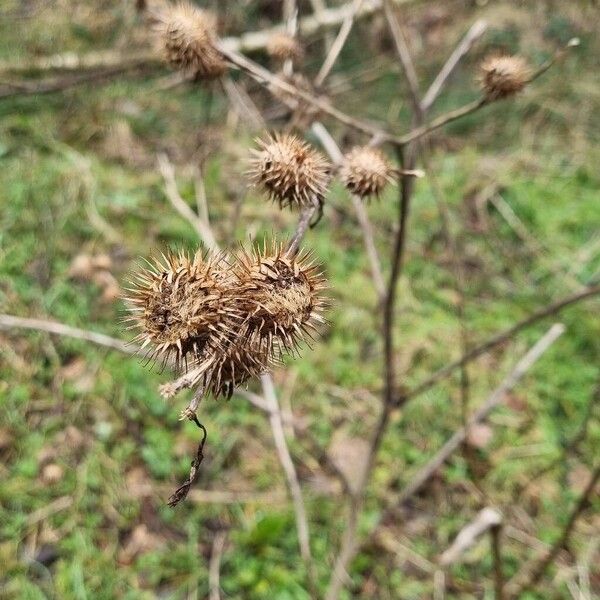 Lesser burdock (Arctium minus)