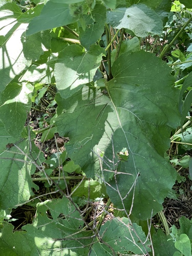 Lesser burdock (Arctium minus)