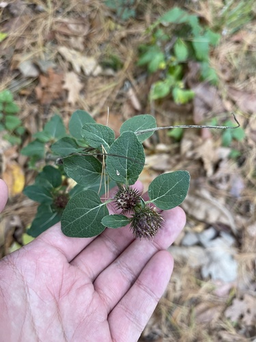 Lesser burdock (Arctium minus)