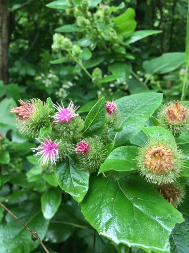 Lesser burdock (Arctium minus)