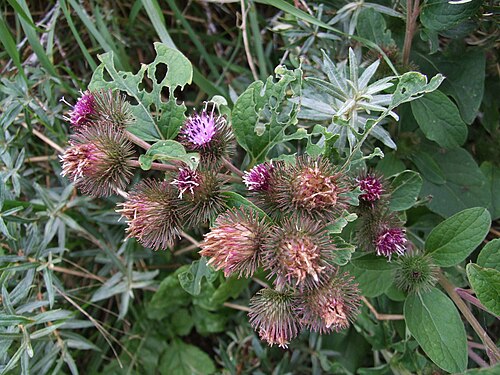 Lesser burdock: Arctium minus - Kleine Klette - La Petite bardane - Kleine klit - Lesser Burdock - Ort: Dune du Perroquet, Bray-Dunes, Frankreich - Blütenstand mit überwiegend 