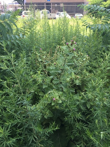 Lesser burdock