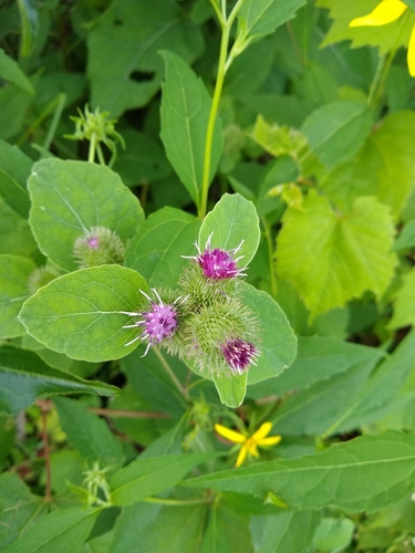 Lesser burdock (Arctium minus)