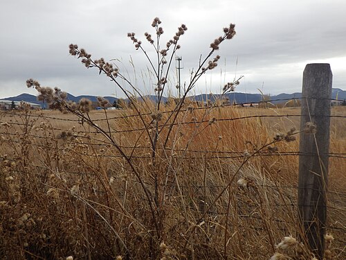 Lesser burdock: Arctium minus differs from Arctium lappa only by its smaller flowering heads that are arranged in racemes.