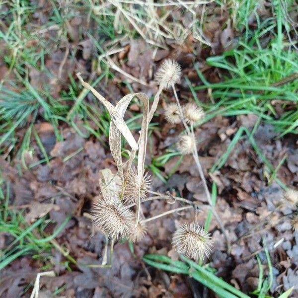 Lesser burdock (Arctium minus)