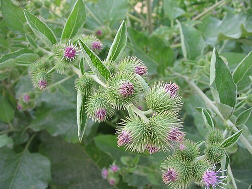 Lesser burdock (Arctium minus)