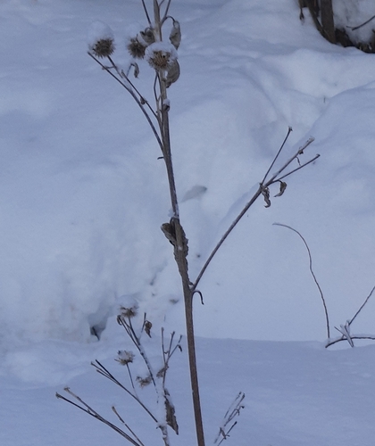 Woolly burdock (Arctium tomentosum)