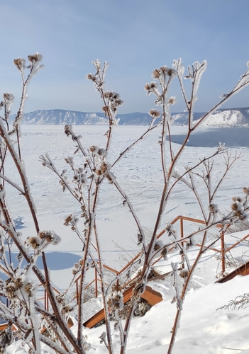 Woolly burdock (Arctium tomentosum)