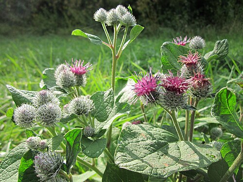 Woolly burdock: Filz-Klette ( Arctium tomentosum ) im Hockenheimer Rheinbogen