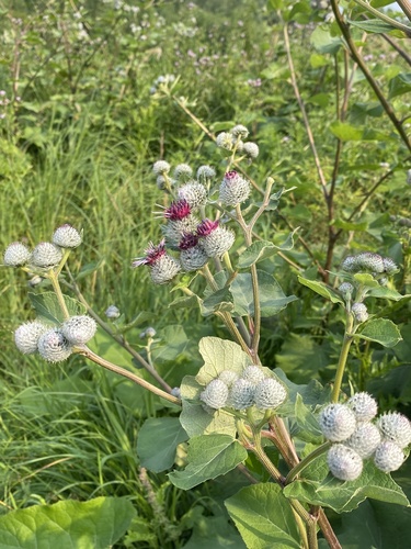 Woolly burdock (Arctium tomentosum)