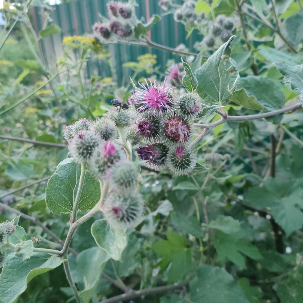 Woolly burdock (Arctium tomentosum)