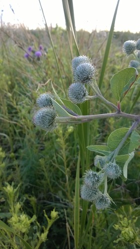 Woolly burdock (Arctium tomentosum)