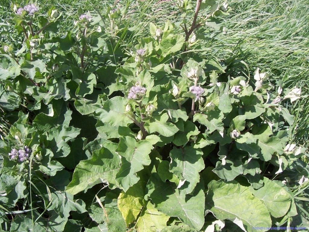 Woolly burdock: The Downy Burdock, or Woolly Burdock (Arctium tomentosum). Found in Berzi near Bauska city, Latvia