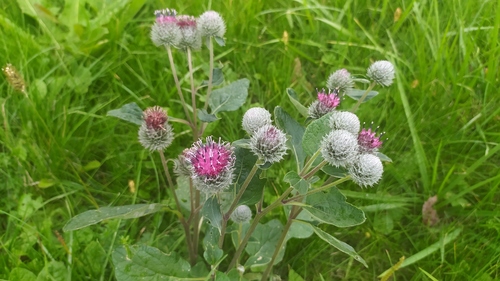 Woolly burdock (Arctium tomentosum)