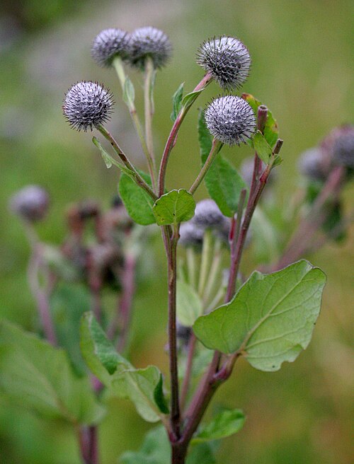 Woolly burdock: Arctium tomentosum - Località: Cortina (BL), 1400 m s.l.m. - luglio 2008