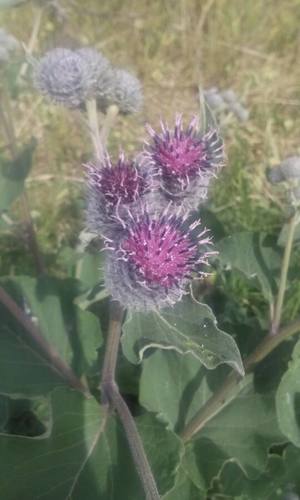 Woolly burdock (Arctium tomentosum)