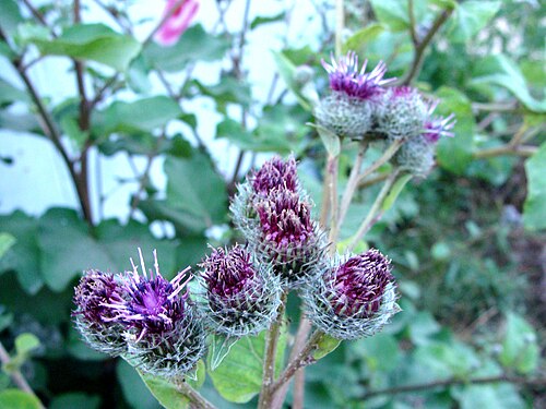 Woolly burdock: Arctium láppa in the Setun' river valley (Moscow).