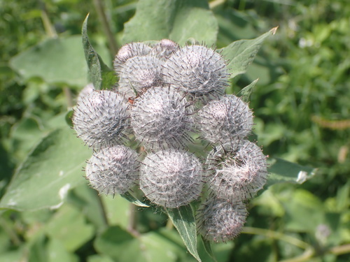 Woolly burdock (Arctium tomentosum)