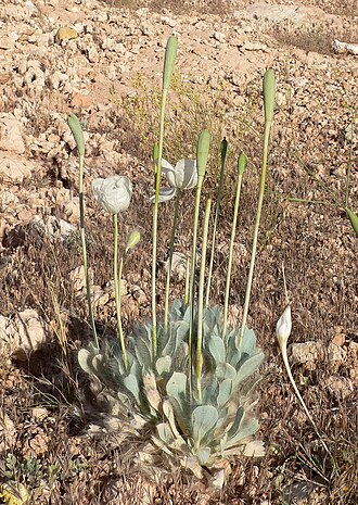 Desert bearpoppy: Arctomecon merriamii in Calico Basin , west of Las Vegas, Nevada