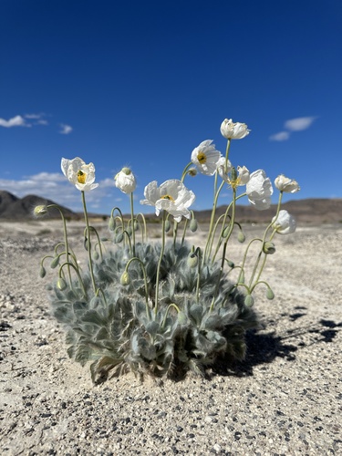 Desert bearpoppy (Arctomecon merriamii)