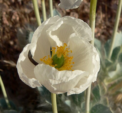 Desert bearpoppy: Arctomecon merriamii in Calico Basin , west of Las Vegas, Nevada