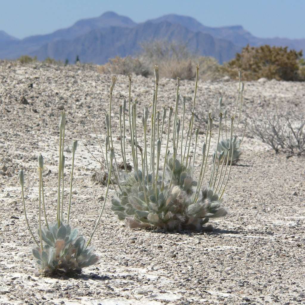 Desert bearpoppy (Arctomecon merriamii)