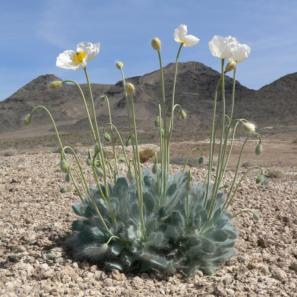 Desert bearpoppy (Arctomecon merriamii)