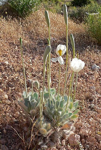 Desert bearpoppy: Arctomecon merriamii in Calico Basin , west of Las Vegas, Nevada