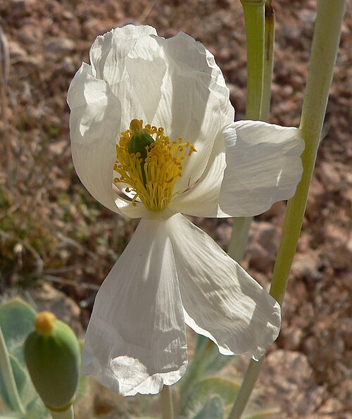 Desert bearpoppy: Arctomecon merriamii in Calico Basin , west of Las Vegas, Nevada