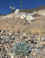 Desert bearpoppy (Arctomecon merriamii)