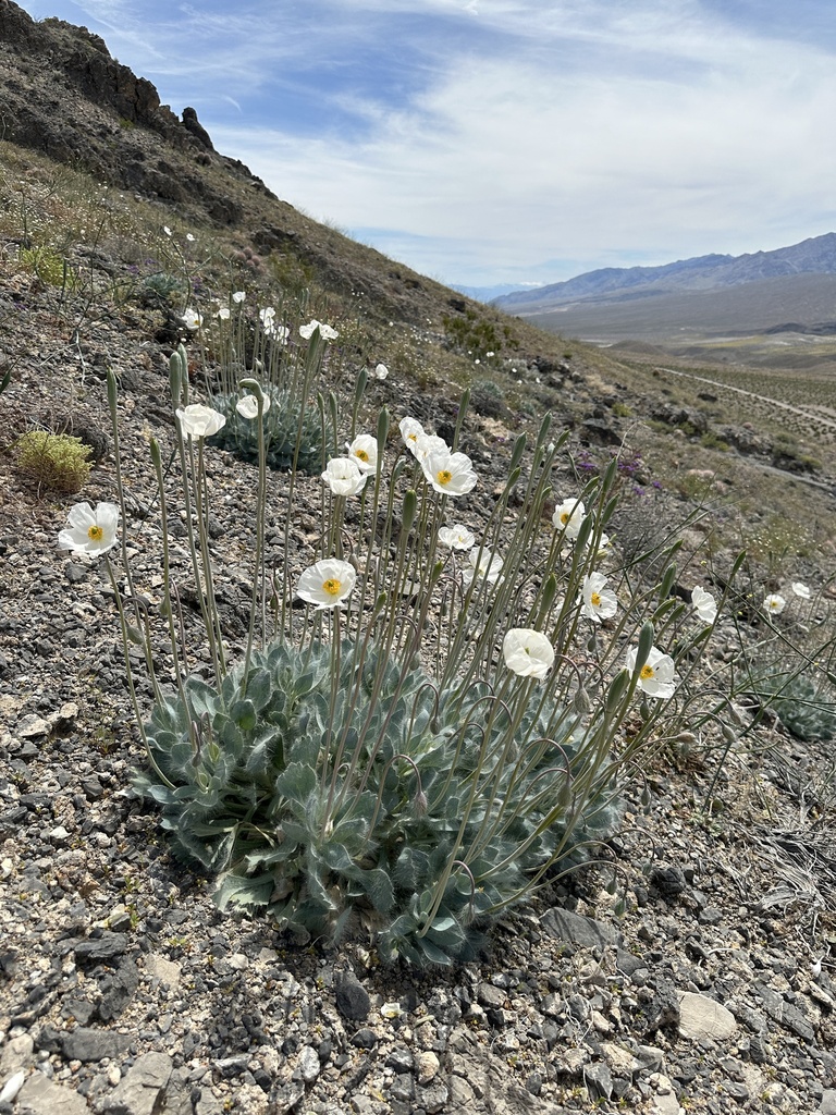 Desert bearpoppy (Arctomecon merriamii)