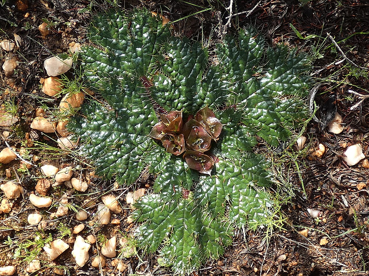 Arctopus monacanthus: Arctopus monacanthus , photgraphed on the Gifberg