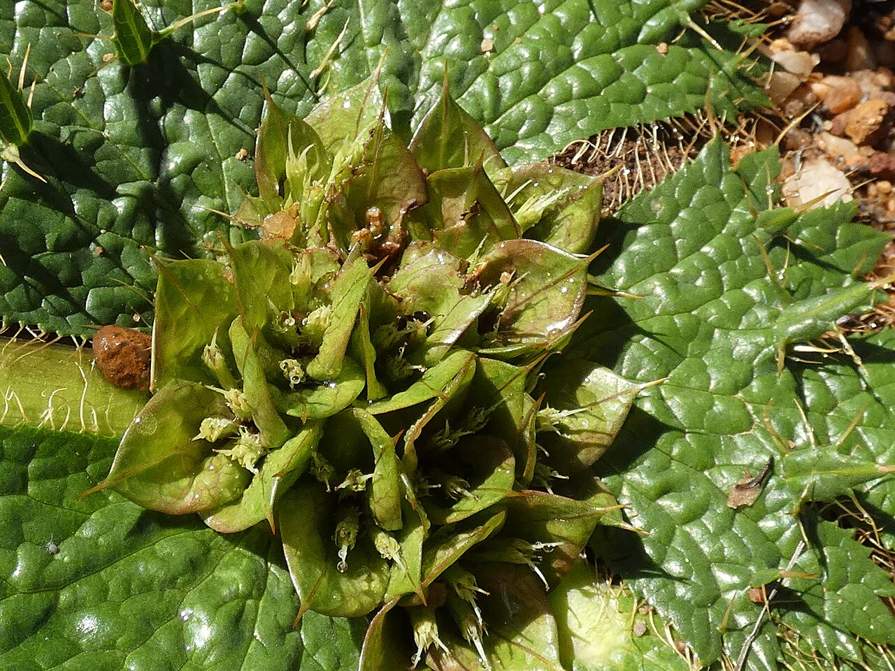 Arctopus monacanthus: Arctopus monacanthus , photgraphed on the Gifberg