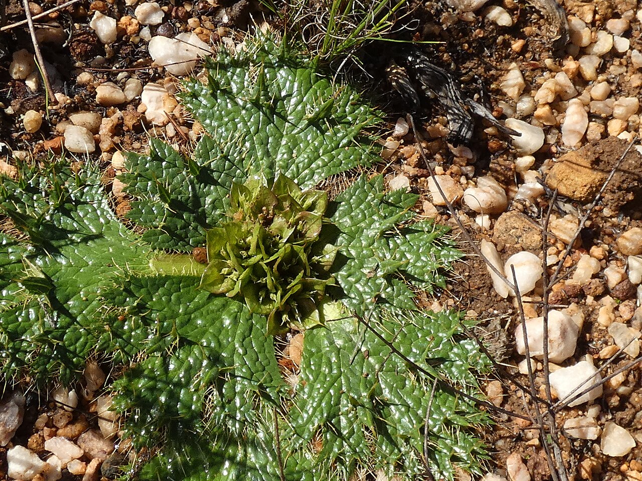 Arctopus monacanthus: Arctopus monacanthus , photgraphed on the Gifberg