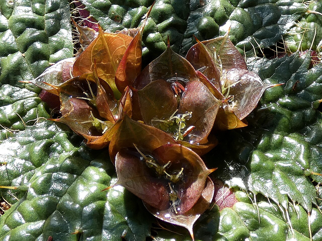 Arctopus monacanthus: Arctopus monacanthus , photographed on the Gifberg