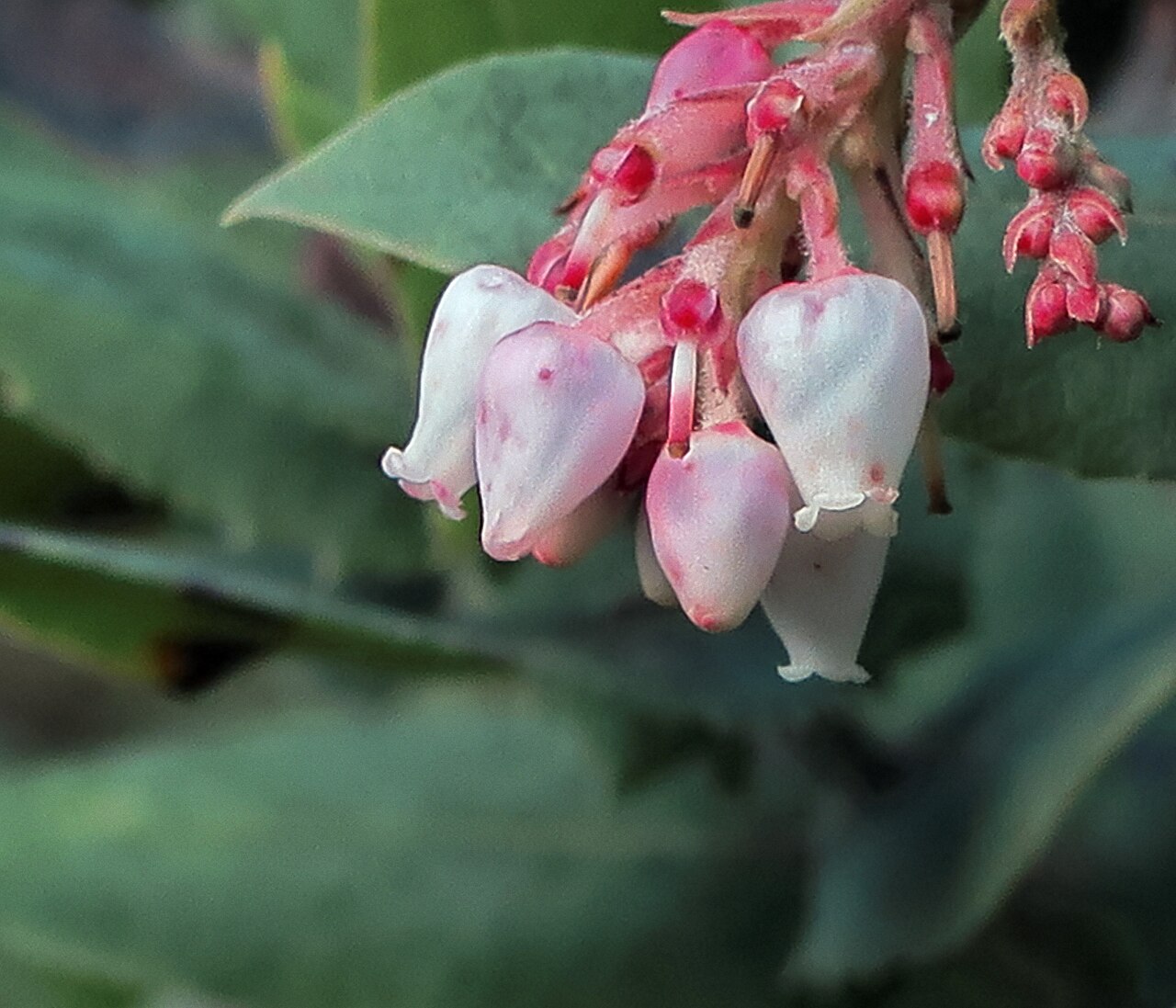 Santa Cruz manzanita: Arctostaphylos andersonii—Anderson's manzanita. Included in the CNPS Inventory of Rare and Endangered Plants on list 1B.2 (rare, threatened, or endangered in CA