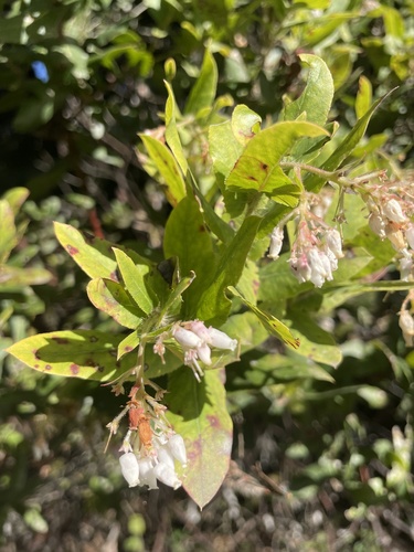 Santa Cruz manzanita (Arctostaphylos andersonii)