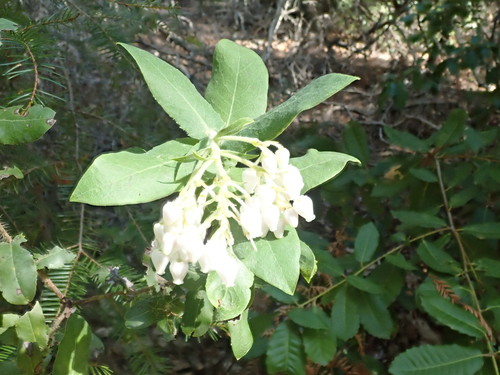 Santa Cruz manzanita (Arctostaphylos andersonii)