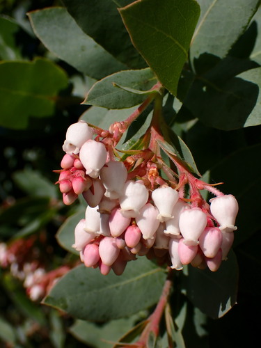 Santa Cruz manzanita (Arctostaphylos andersonii)