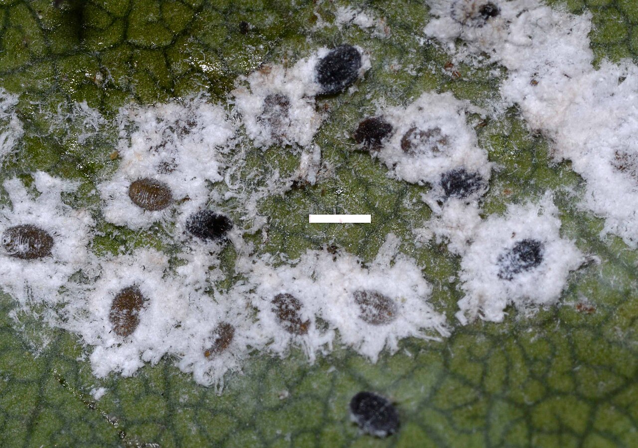 Santa Cruz manzanita: Puto arctostaphyli is the putative name for this (cf. Mealybugs of California: With Taxonomy, Biology, and Control of North American Species. Howard L. Mackenzi
