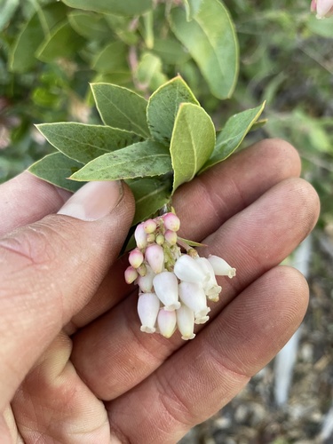 Santa Cruz manzanita (Arctostaphylos andersonii)