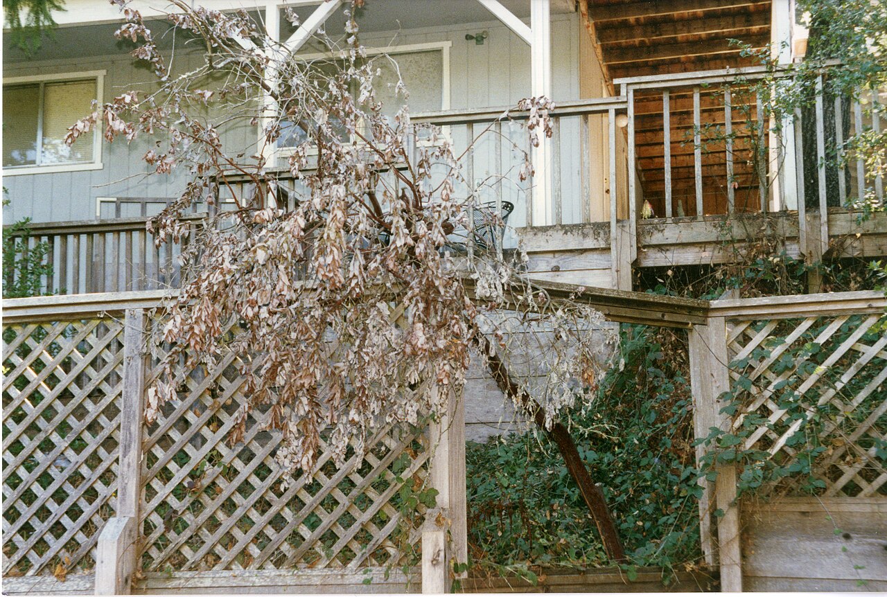 Santa Cruz manzanita: Died 1996