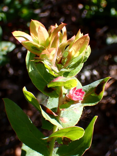 Santa Cruz manzanita (Arctostaphylos andersonii)
