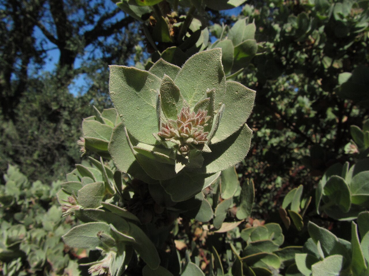 Mt. Diablo manzanita: This is the rare Mt. Diablo Manzanita, Arctostaphylos auriculata. It quickly became one of my favorite species of manzanita, there is also one other species in