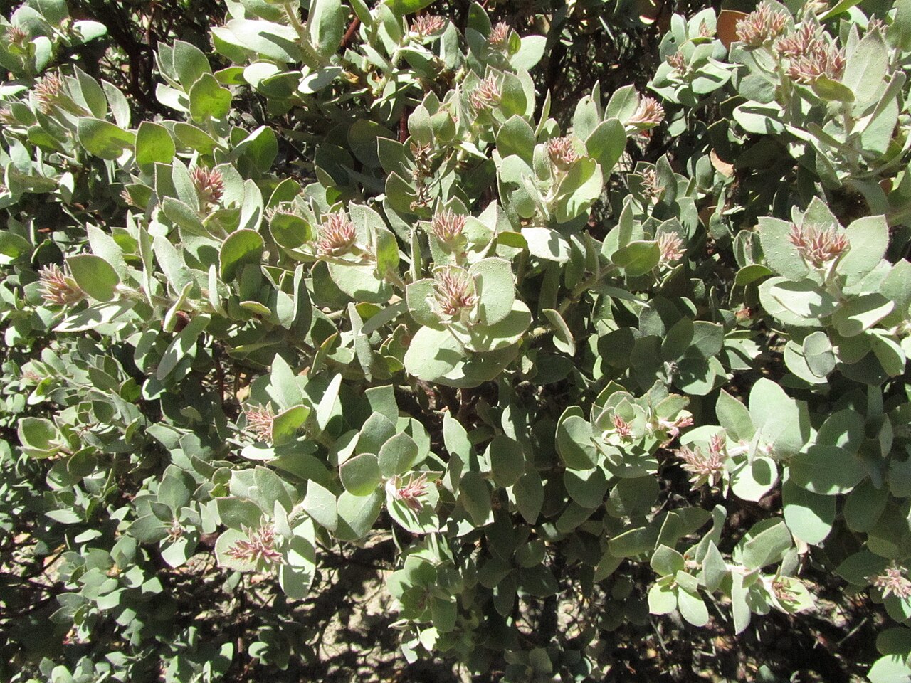 Mt. Diablo manzanita: This is the rare Mt. Diablo Manzanita, Arctostaphylos auriculata. It quickly became one of my favorite species of manzanita, there is also one other species in