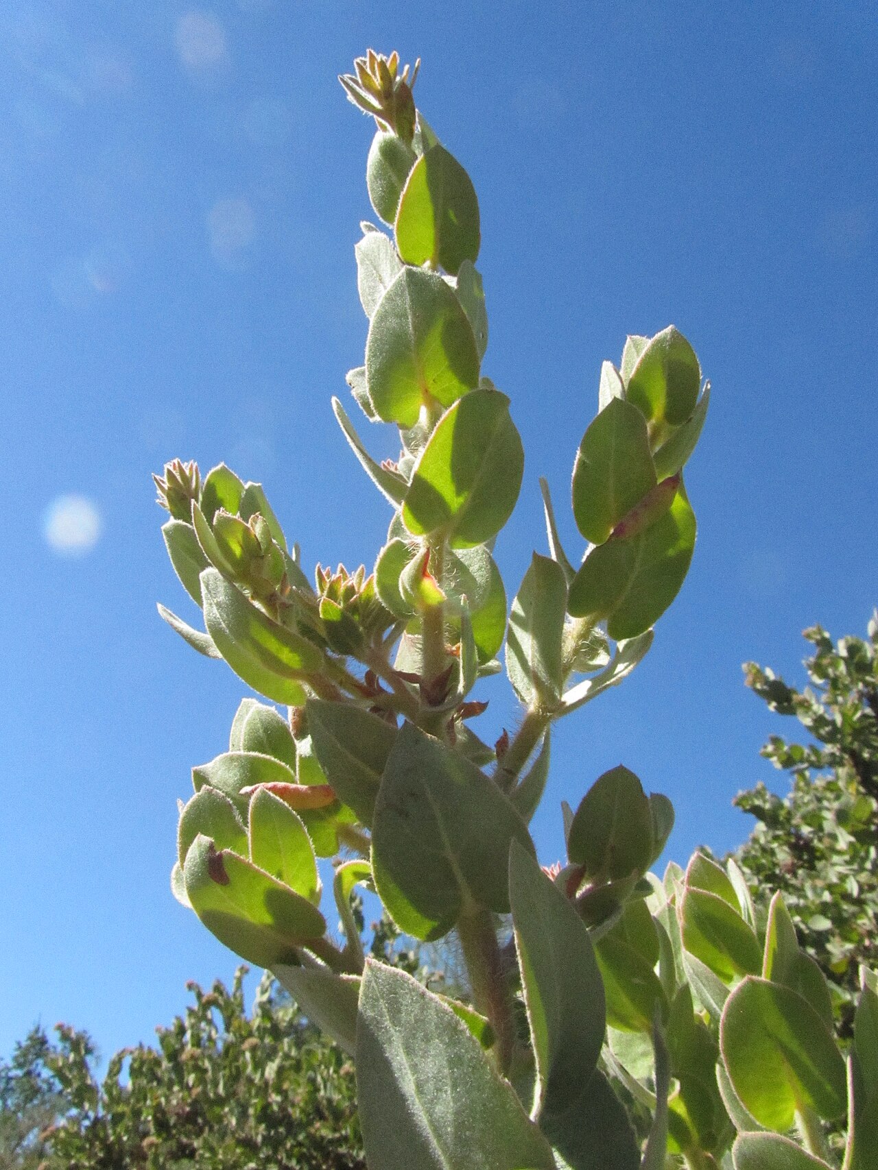 Mt. Diablo manzanita: This is the rare Mt. Diablo Manzanita, Arctostaphylos auriculata. It quickly became one of my favorite species of manzanita, there is also one other species in
