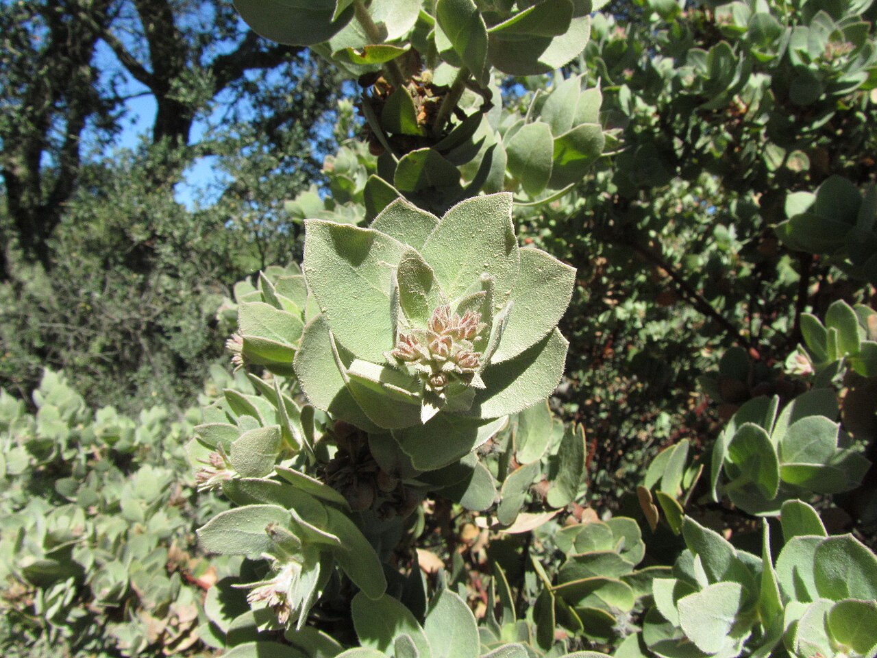 Mt. Diablo manzanita: This is the rare Mt. Diablo Manzanita, Arctostaphylos auriculata. It quickly became one of my favorite species of manzanita, there is also one other species in