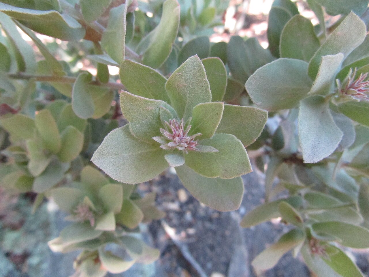 Mt. Diablo manzanita: This is the rare Mt. Diablo Manzanita, Arctostaphylos auriculata. It quickly became one of my favorite species of manzanita, there is also one other species in